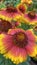 Gaillardia, common name blanket flower