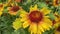 Gaillardia, common name blanket flower