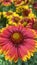 Gaillardia, common name blanket flower