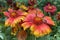 Gaillardia, common name blanket flower