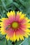 Gaillardia, common name blanket flower