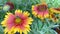 Gaillardia, common name blanket flower