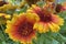 Gaillardia, common name blanket flower