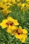 Gaillardia, common name blanket flower