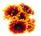 Gaillardia flower