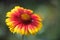 Gaillardia flower