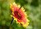 Gaillardia flower on green background