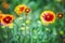 Gaillardia flower with red and yellow petals