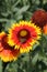 Gaillardia flowers with bee in the garden