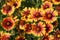 Gaillardia flowers close-up