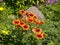 Gaillardia flowers in the grass