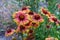 Gaillardia flowers, perennial wildflowers with yellow or reddish petals.