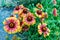 Gaillardia flowers, perennial wildflowers with yellow or reddish petals.