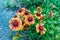 Gaillardia flowers, perennial wildflowers with yellow or reddish petals.
