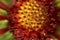 Gaillardia flowers very close macrophotography zoom, bokeh and no focus