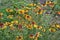 Gaillardia. G. hybrida Fanfare. Unusual. Flowerbed with flowers. Bright yellow flowers
