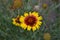 Gaillardia. G. hybrida Fanfare. Unusual petals. Summer days. Flowerbed with flowers