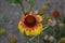 Gaillardia. G. hybrida Fanfare. Unusual petals. Summer days. Flowerbed with flowers