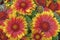 Gaillardia x grandiflora Blanket flower