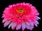Gaillardia pulchella (firewheel, Indian blanket, Indian blanketflower, or sundance)