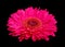 Gaillardia pulchella (firewheel, Indian blanket, Indian blanketflower, or sundance),
