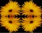 Gaillardia pulchella (firewheel, Indian blanket, Indian blanketflower, or sundance)