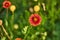 Gaillardia pulchella firewheel, Indian blanket, Indian blanketflower, or sundance flower in the sunshine in Texas