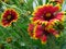 Gaillardia pulchella firewheel, Indian blanket, Indian blanketflower, or sundance. Red and yellow daisy.