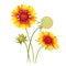 Gaillardia pulchella flower. Beautiful natural blossom petal. Garden plant bloom. Vector