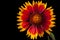 Gaillardia pulchella flower firewheel, Indian blanket, Indian blanketflower, or sundance isolated on black, side view