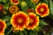 Gaillardia pulchella Foug, Blanket Flower