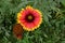 Gaillardia pulchella  Indian Blanket - Blanket Flower Firewheel and seed head