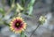 Gaillardia Pulchella or Sundance Indian Blanket Flower