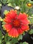 Gaillardia pulchella, sunflower family