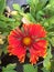 Gaillardia pulchella, sunflower family