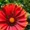 Gaillardia pulchella â€“ Firewheel Flower Macro