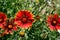Gaillardia pulchella â€“ Firewheel Flowers