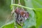 Gaily coloured with white ornament on wings Ear moth