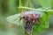 Gaily coloured with white ornament on wings Ear moth