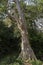 Gaint green tree branches Bottom view of tall old trees in evergreen forest, as natural background.Kota