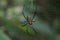 Gaint Long-jawed Orb-weaver in the net