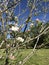Gala Apple Tree Blossoms - Malus pumila