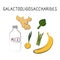 Galactooligosaccharides-containing food. Groups of healthy products containing vitamins and minerals. Set of fruits