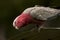 Galah