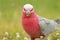 Galah