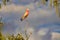 Galah basking in the last sun rays