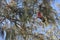 Galah Bird eating fruit from a tree