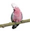 Galah bird - Eolophus roseicapilla (19 months)