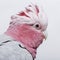 Galah bird - Eolophus roseicapilla (19 months)