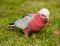 Galah cockatoo